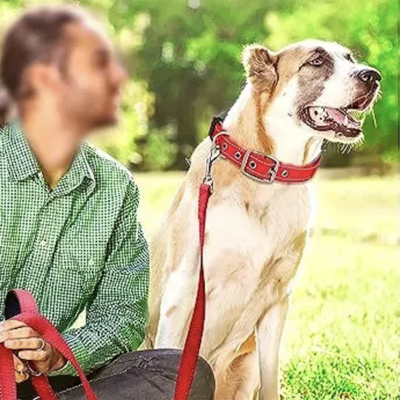 Padded Dog Collar