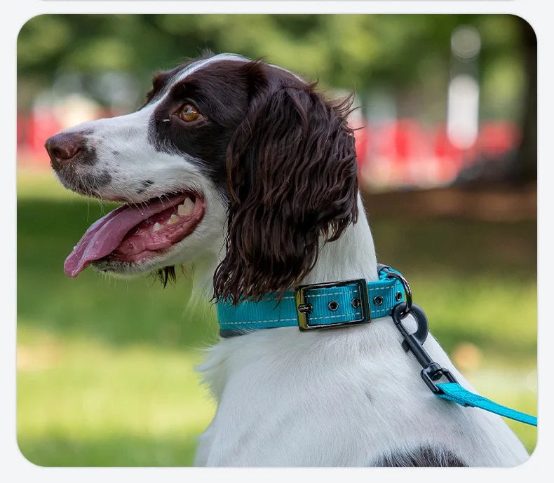 Padded Dog Collar
