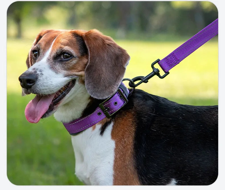 Padded Dog Collar